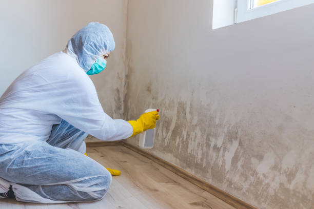 Licensed Mold Inspection service in San Antonio, FL - WQB Mold Removal