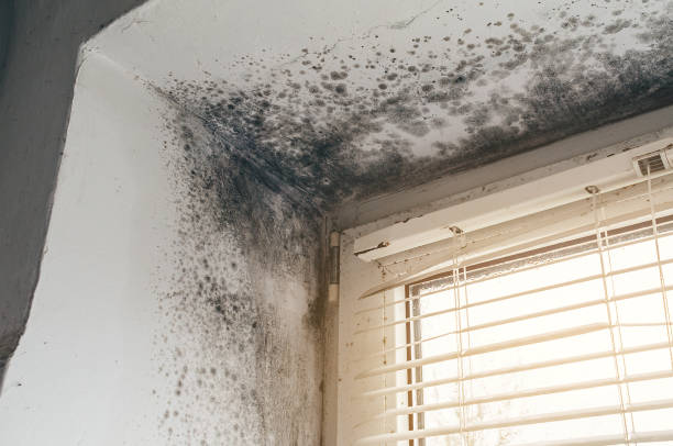 Affordable Mold Inspection solutions in San Antonio, FL