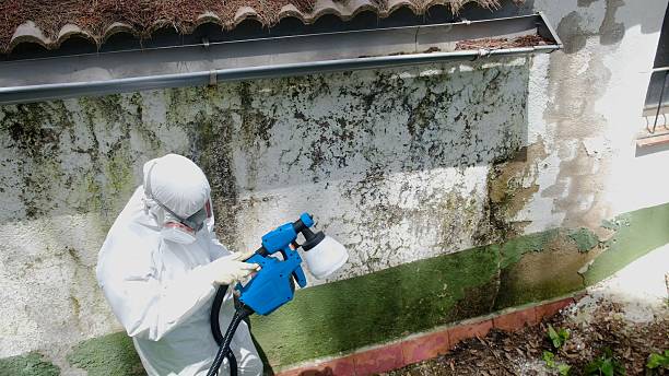 Top rated local Mold Inspection specialists in San Antonio, FL